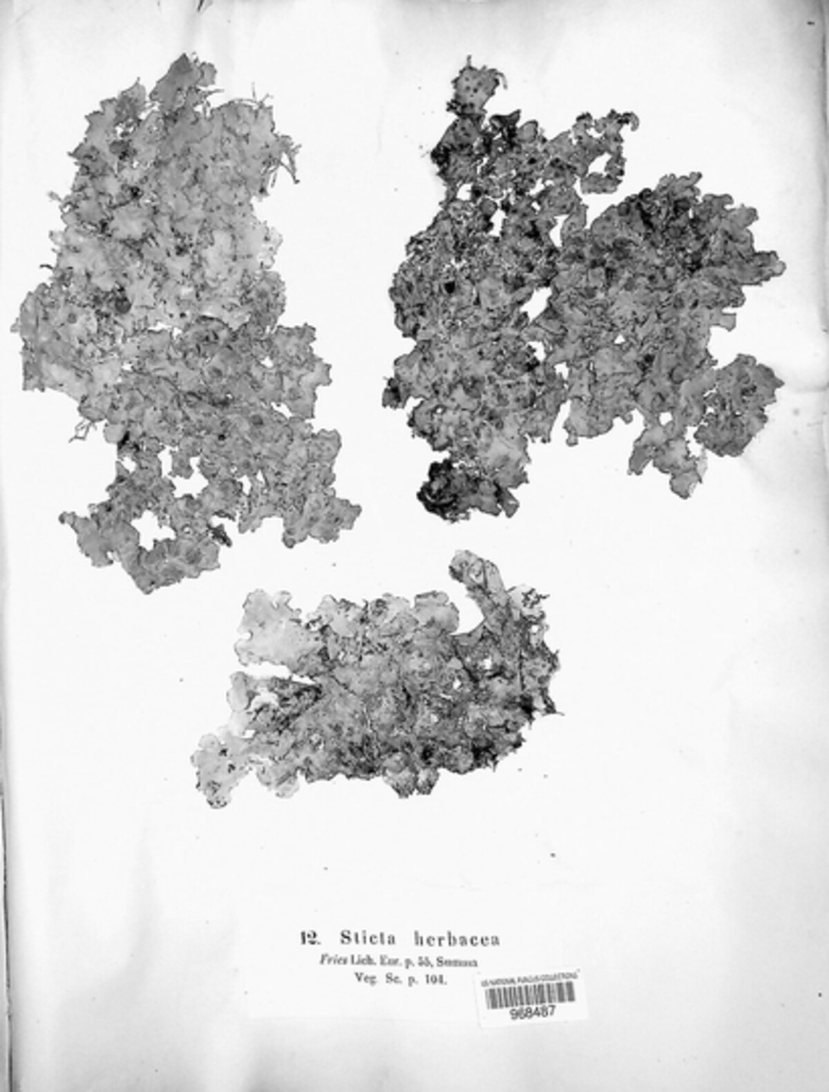 Ricasolia virens image